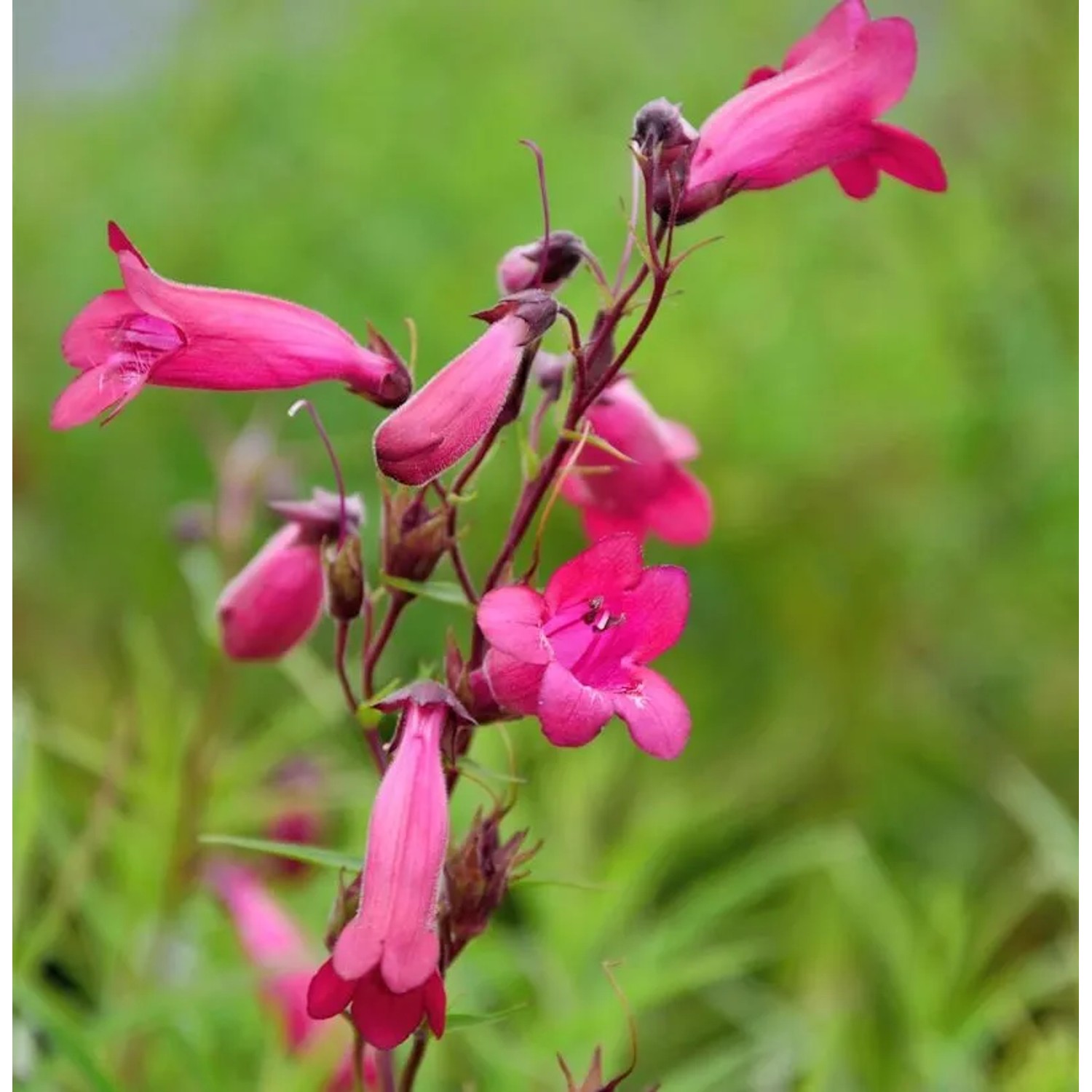 Bartfaden Tabasco - Penstemon cultorum
