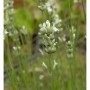 Nahaufnahme der Blüte des Echten Lavendel Alba (Lavandula angustifolia).