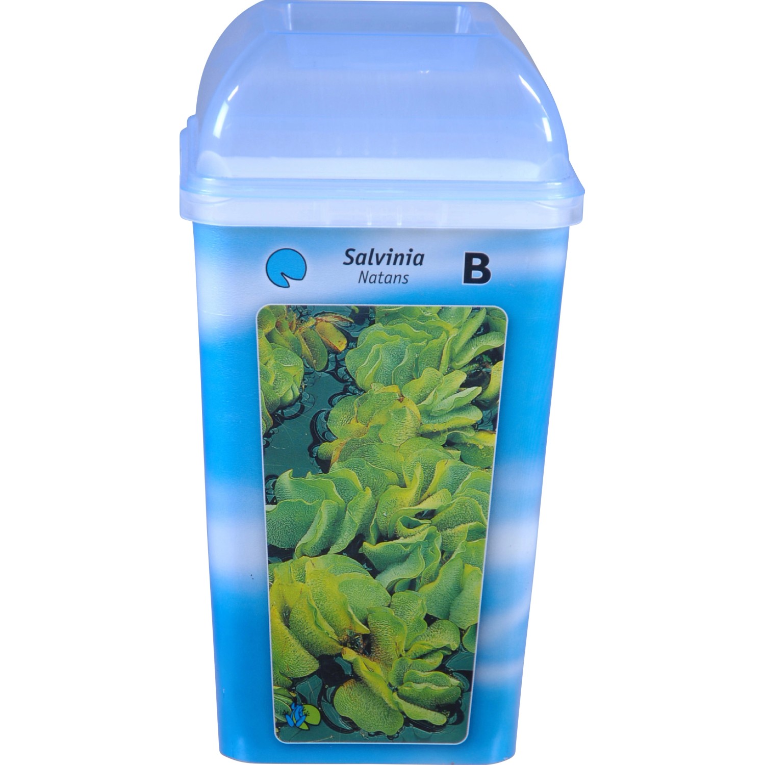 Schwimmfarn Salvinia natans im Becher, Topf-Ø 11cm, für Gartenteich.