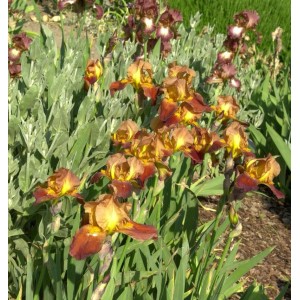 Nahaufnahme der braun-gelben Schwertlilie 'Accent' (Iris barbata) im Gartenbeet.