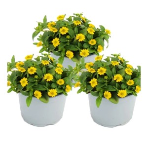 Set aus 3 gelben Husarenknöpfchen (Sanvitalia) im 12cm Topf, ideal für Hängekörbe und Balkonkästen.