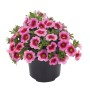 Zauberglöckchen im Topf mit pink-roten Blüten. Torffreie Calibrachoa hyb.