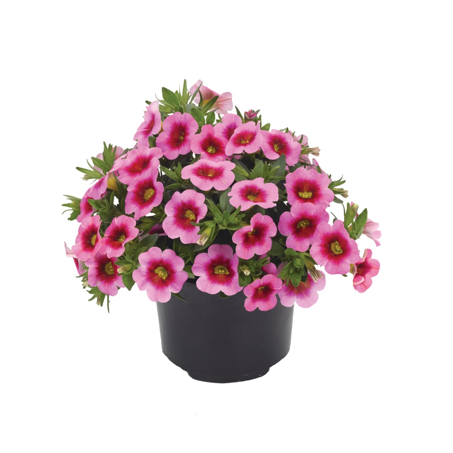 Zauberglöckchen im Topf mit pink-roten Blüten. Torffreie Calibrachoa hyb.