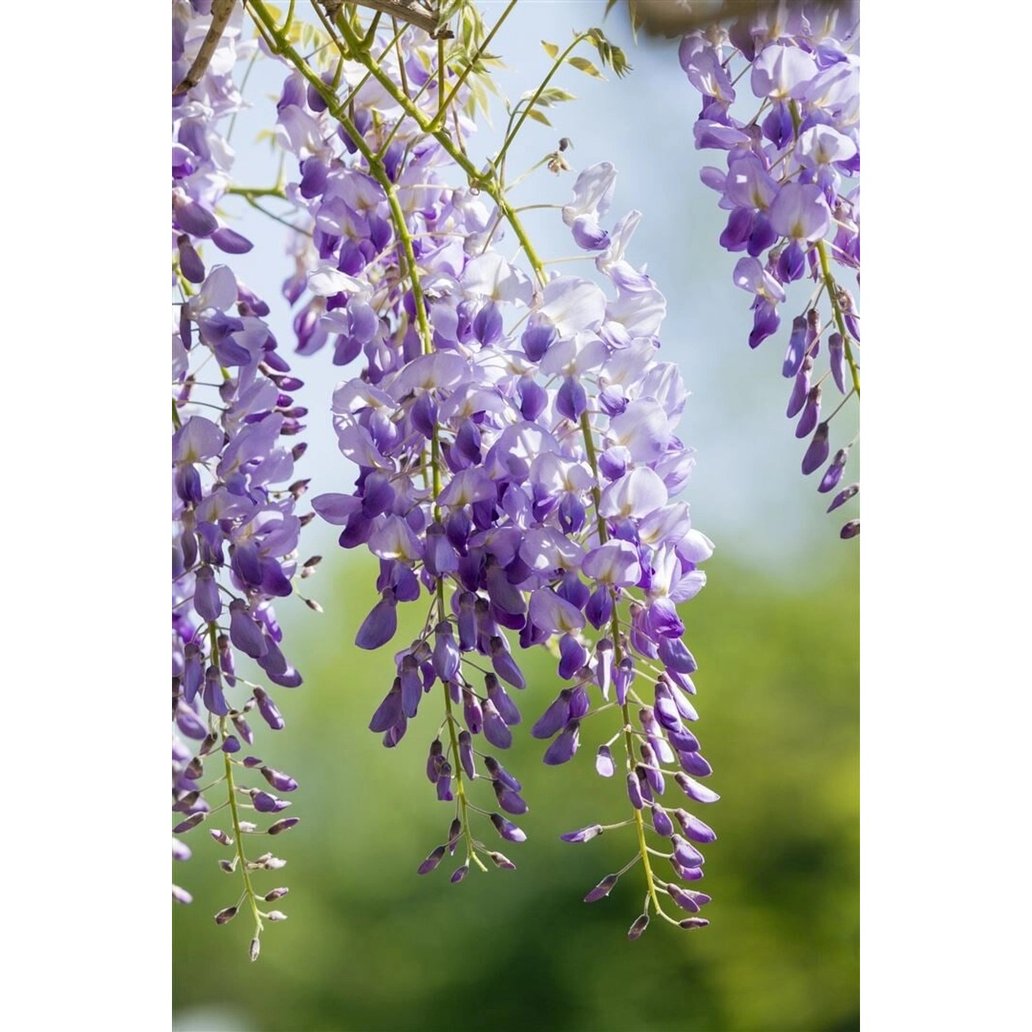 Wisteria Sinensis Chinesischer Blauregen 150–200 cm günstig online kaufen