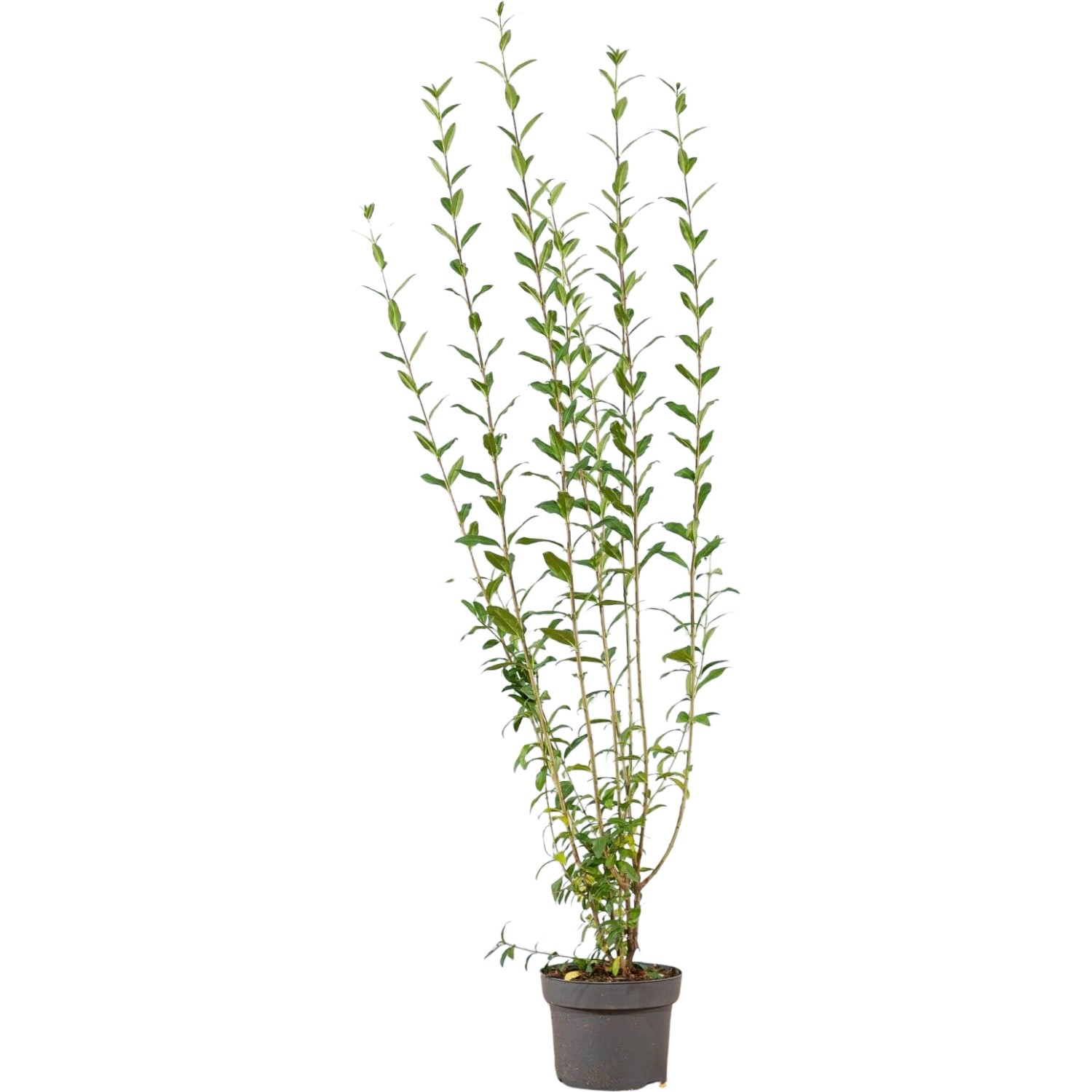 Ovalblättriger Liguster Set à 15 Stück Höhe ca. 100-125 cm Ligustrum ovalifolium