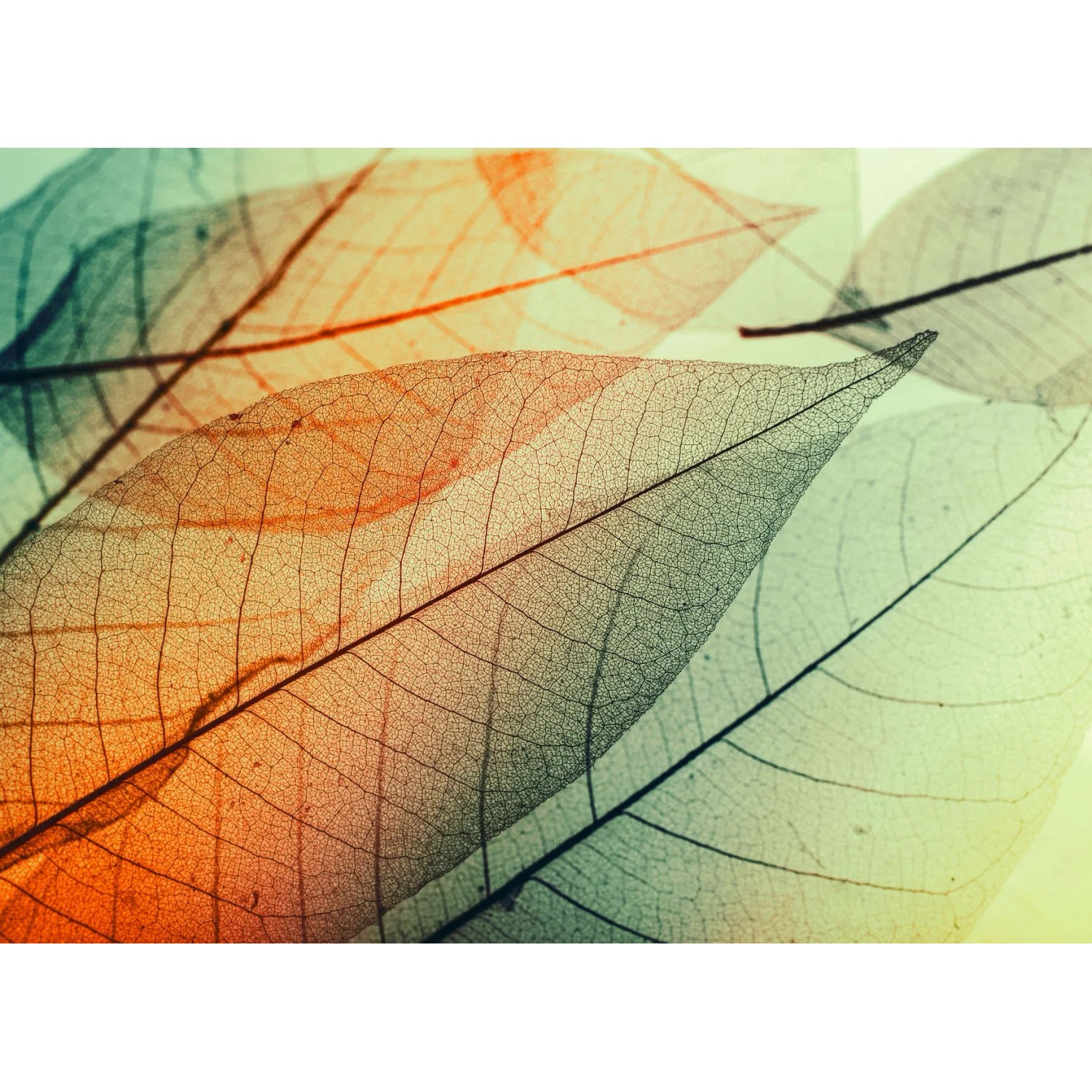 living walls Fototapete Designwalls Limpid Leaf 2, glatt, (5 St)