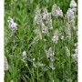 Nahaufnahme von weiß blühendem, echtem Lavendel (Lavandula angustifolia) der Sorte Hidcote White.