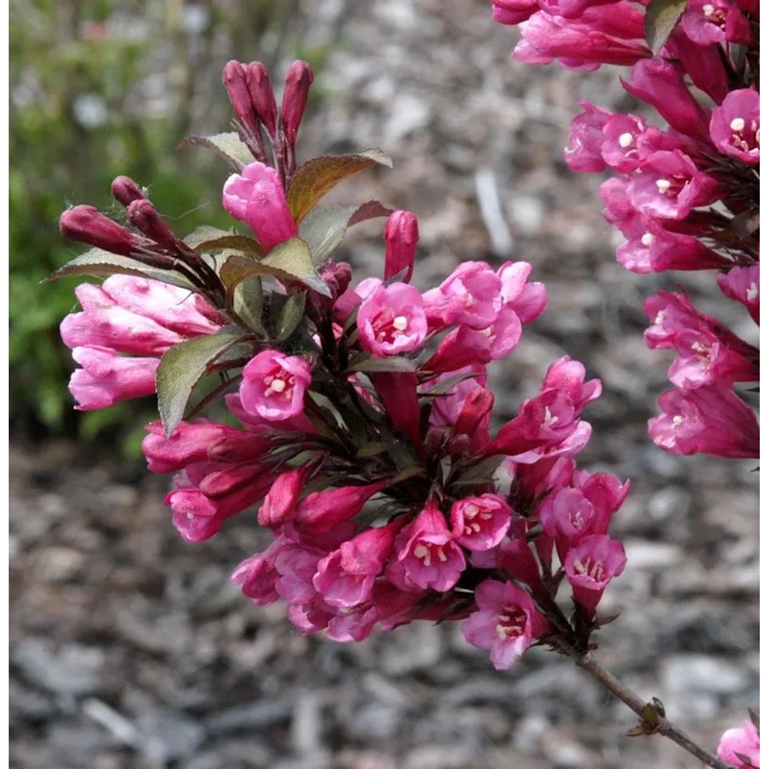 Hochstamm Weigelie Bouquet Rose 80-100cm - Weigela florida