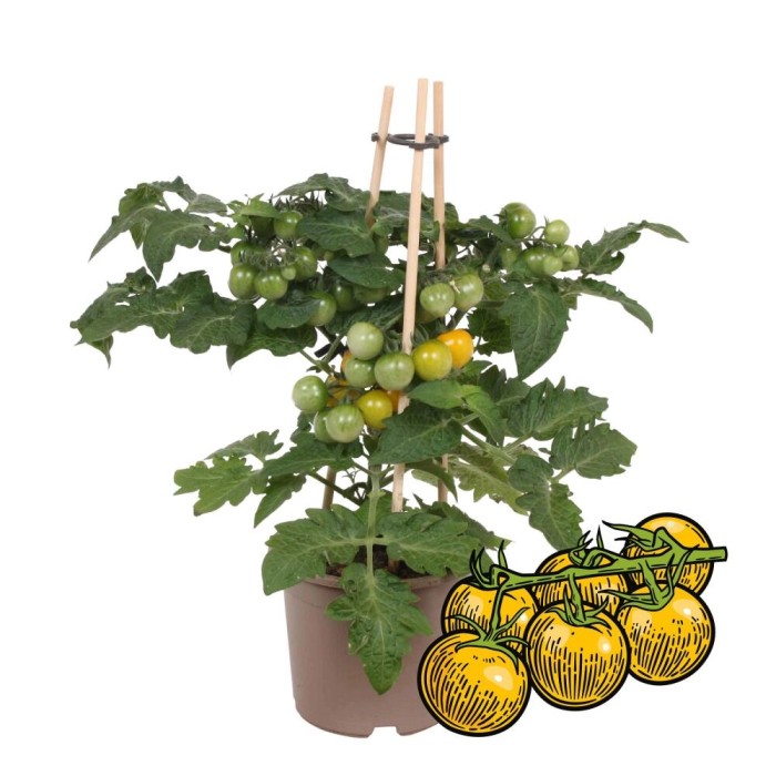 Tomatenpflanzen kaufen bei OBI