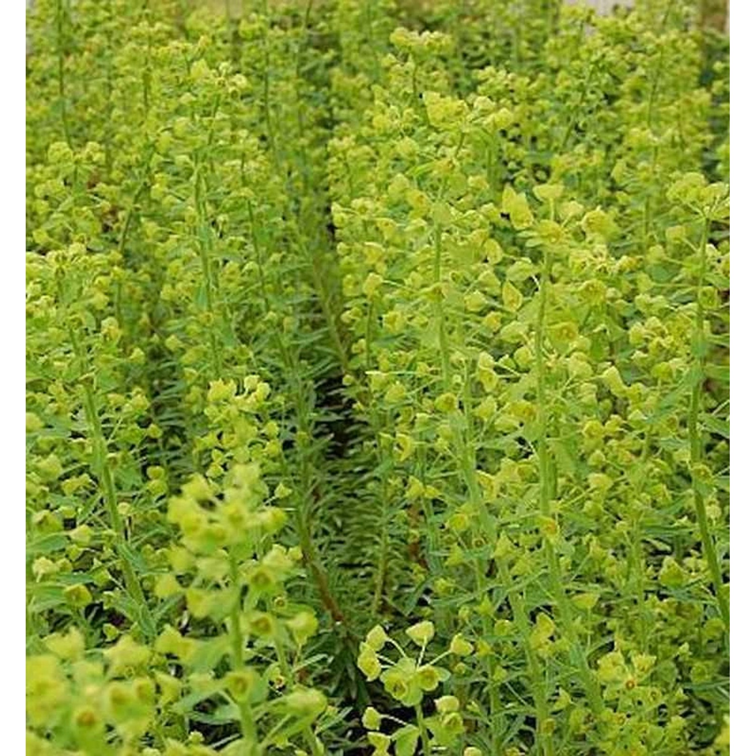 Zypressen Wolfsmilch Forescate - Euphorbia characias günstig online kaufen