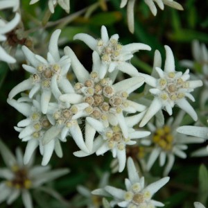 Nahaufnahme von Edelweiß (Leontopodium alpinum) mit weißen Blüten im Garten.