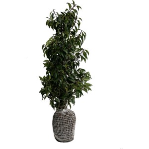 Kirschlorbeer Angustifolia Set, 80 Stück, 80-100cm hoch, Ballenware für Hecke.