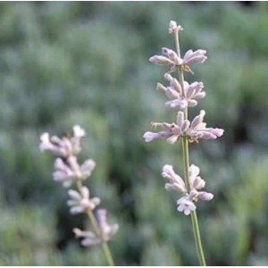 Nahaufnahme von echtem Lavendel Siesta (Lavandula angustifolia) mit zarten, hellvioletten Blüten.