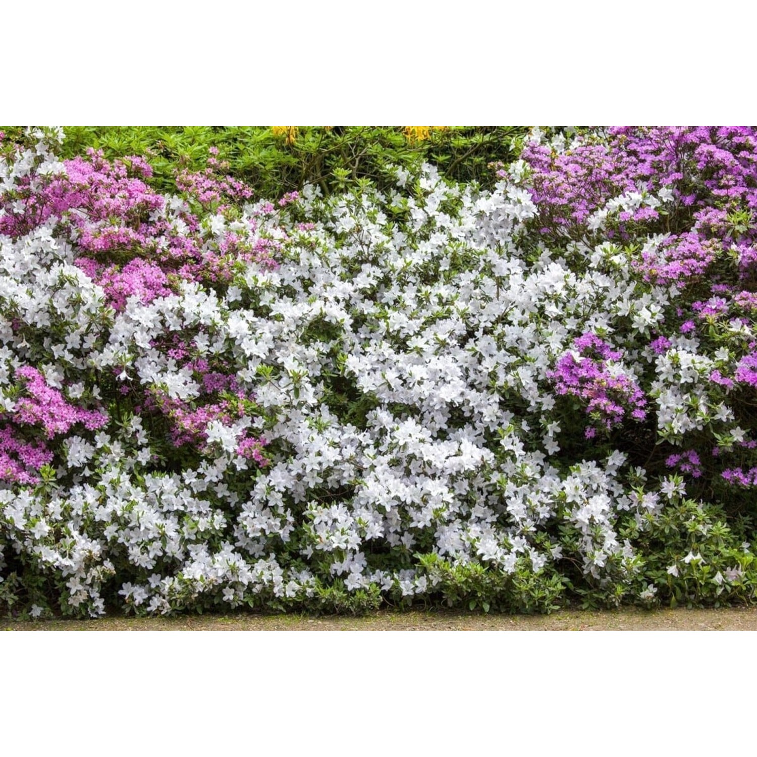Rhododendron Mucronatum Azalee Weiß 30–40 cm günstig online kaufen