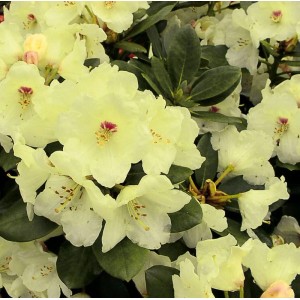 Nahaufnahme: Blühender, gelber Hochstamm Rhododendron Flava (Alpenrose).