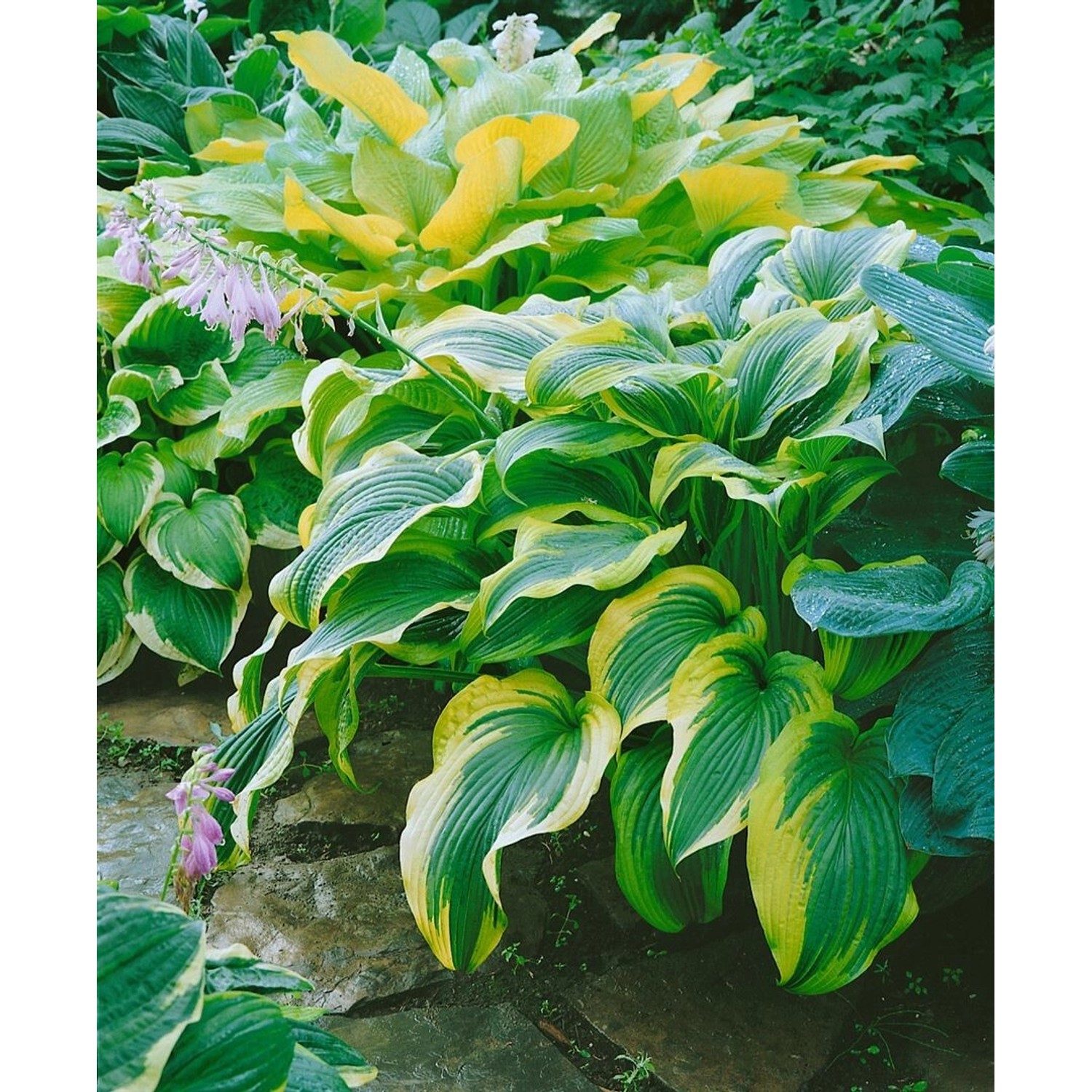 Hosta Montana Bergfunkie Ca. 11x11 cm Topf günstig online kaufen