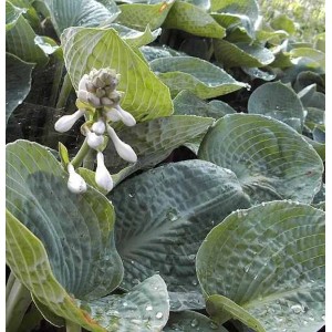 Grünblattfunkie Big Daddy (Hosta sieboldiana) mit Blütenstand und großen, strukturierten Blättern.