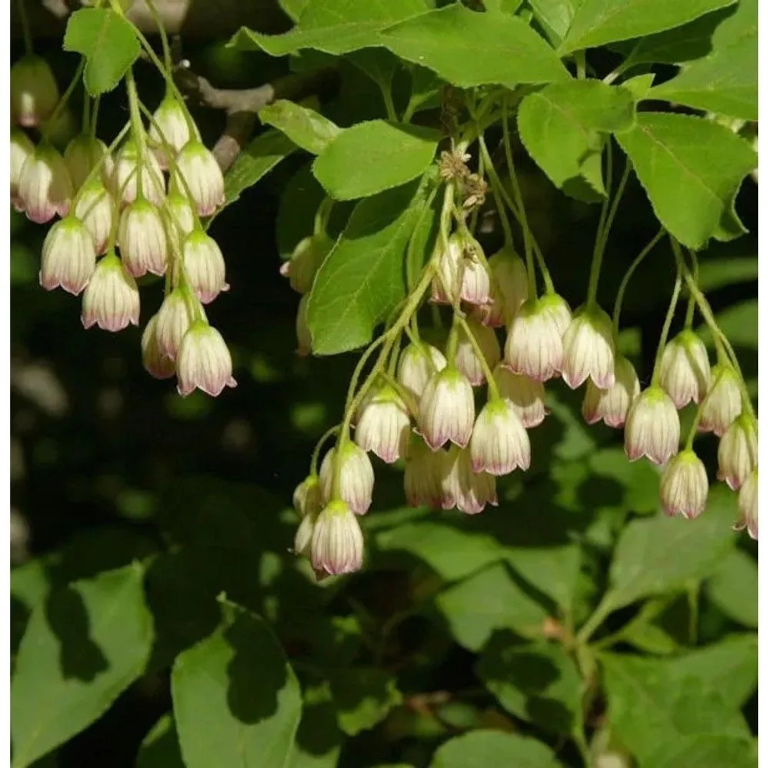 Prachtglocke 60-80cm - Enkianthus campanulatus