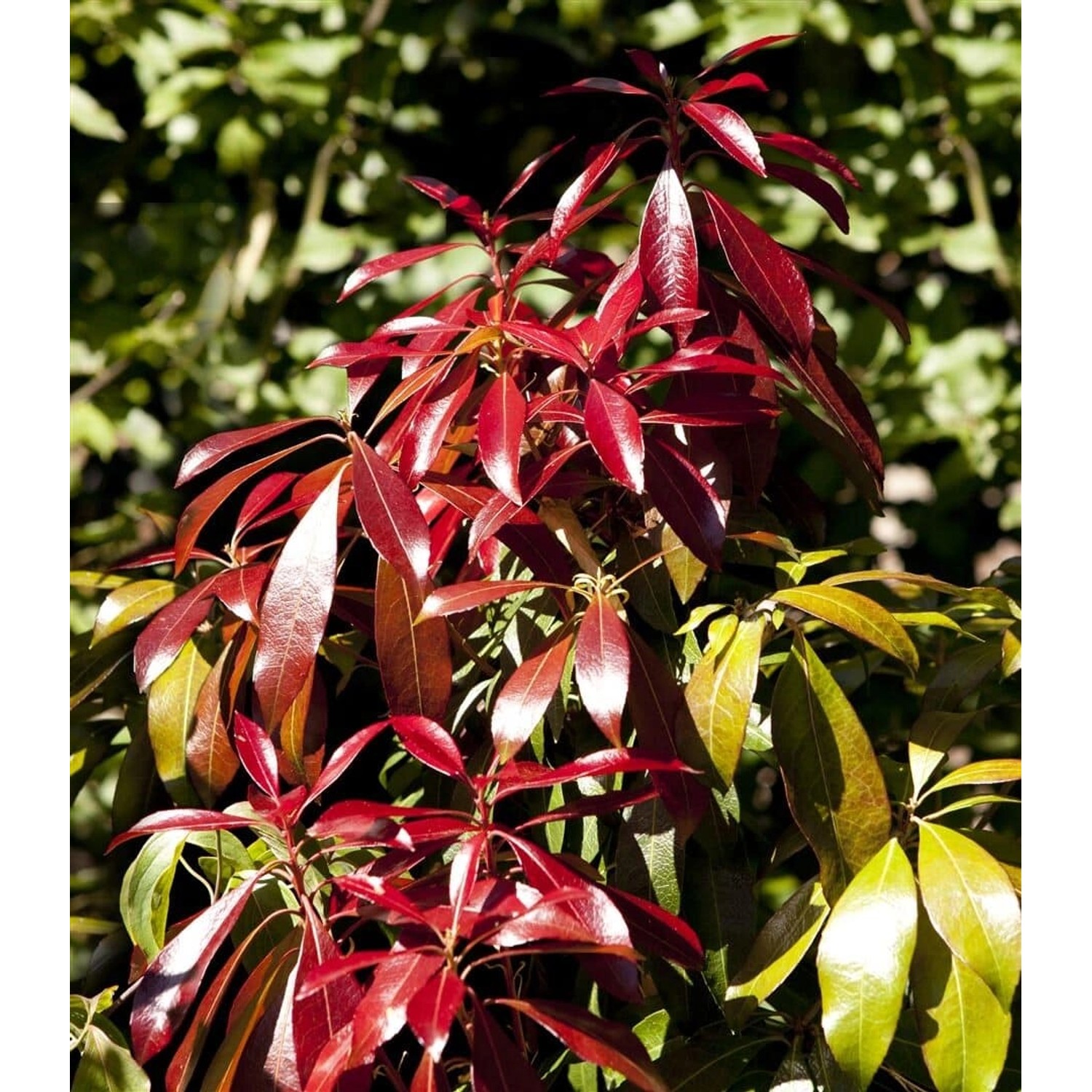 Pieris Japonica Forest Flame Japanische Lavendelheide Rot-Weiß 150–175 cm günstig online kaufen