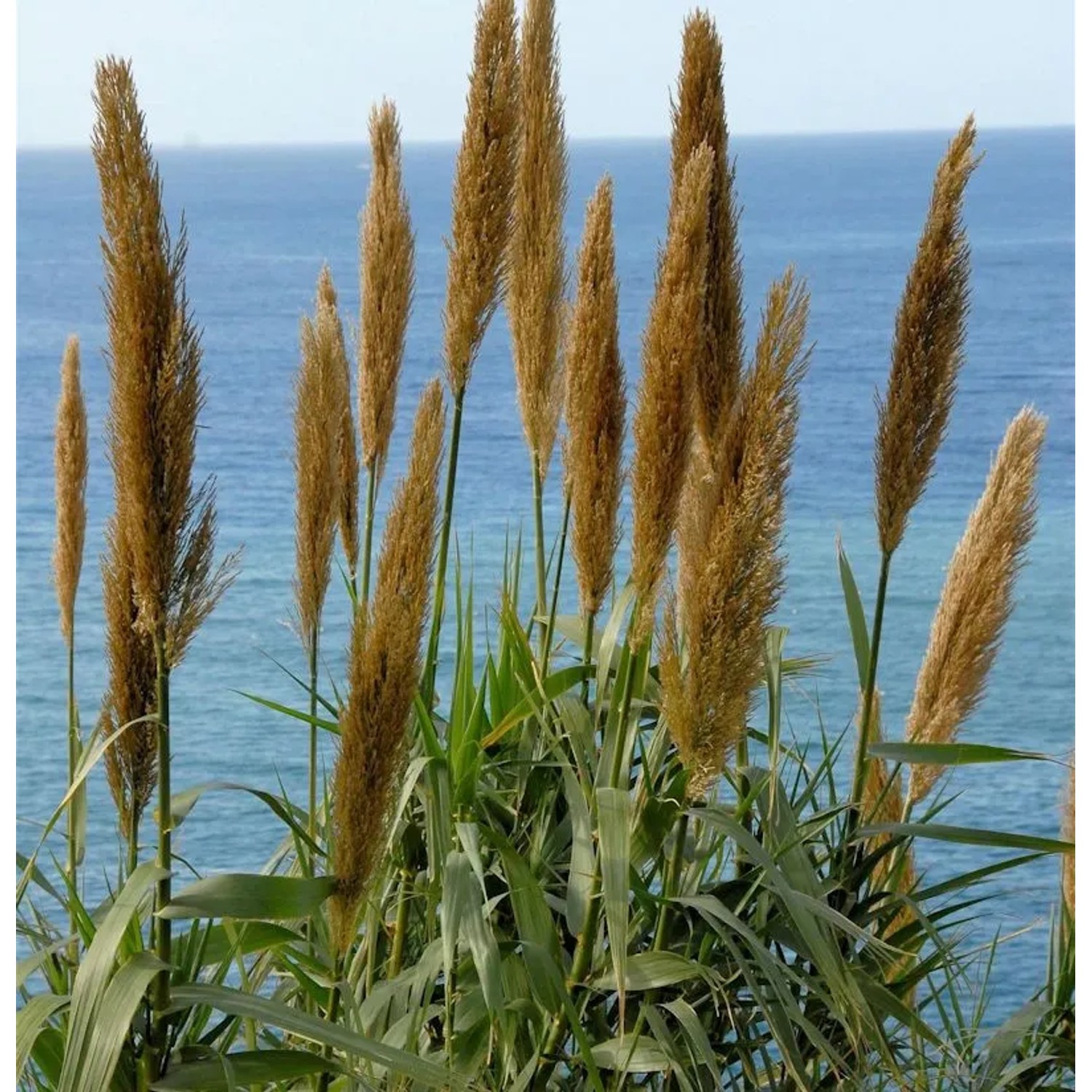 Pfahlrohr - Großer Topf - Arundo donax
