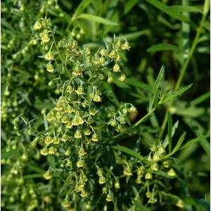 Deutscher Estragon (Artemisia dracunculus) mit grünen Blättern und gelben Blüten.