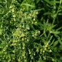 Deutscher Estragon (Artemisia dracunculus) mit grünen Blättern und gelben Blüten.