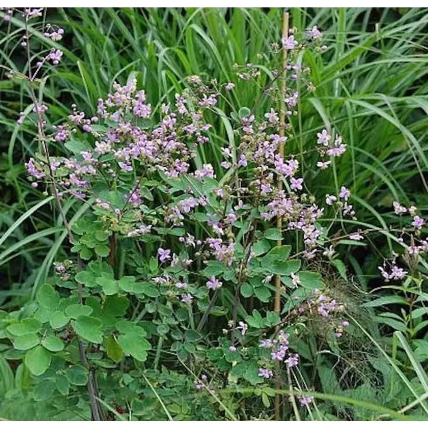 Chinesische Wiesenraute - Thalictrum delavayi