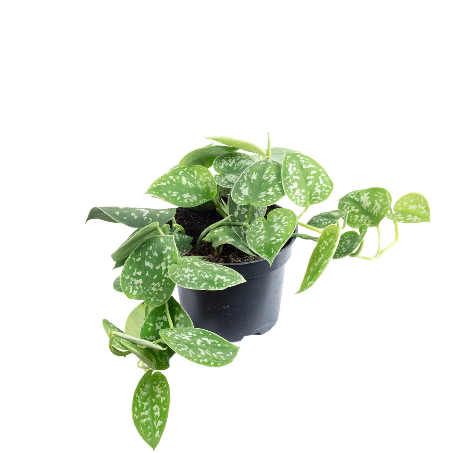 Value Greens Gefleckte Efeutute  Hängepflanze mit Wow-Faktor  Scindapsus Pi günstig online kaufen