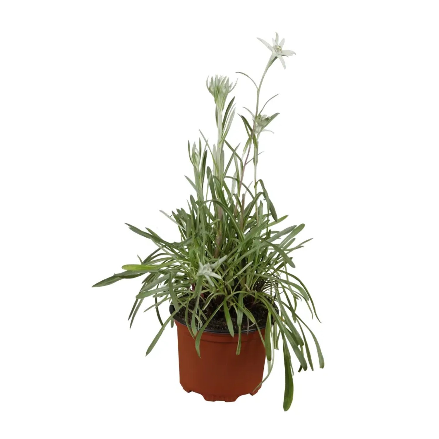 OBI Edelwei Pflanze Alpen Wei Topf- 9 cm Leontopodium alpinum kaufen bei  OBI
