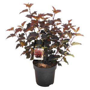 Blasenspiere Lady in Red im Topf, ca. 20-30 cm hoch, mit dunkelroten Blättern.