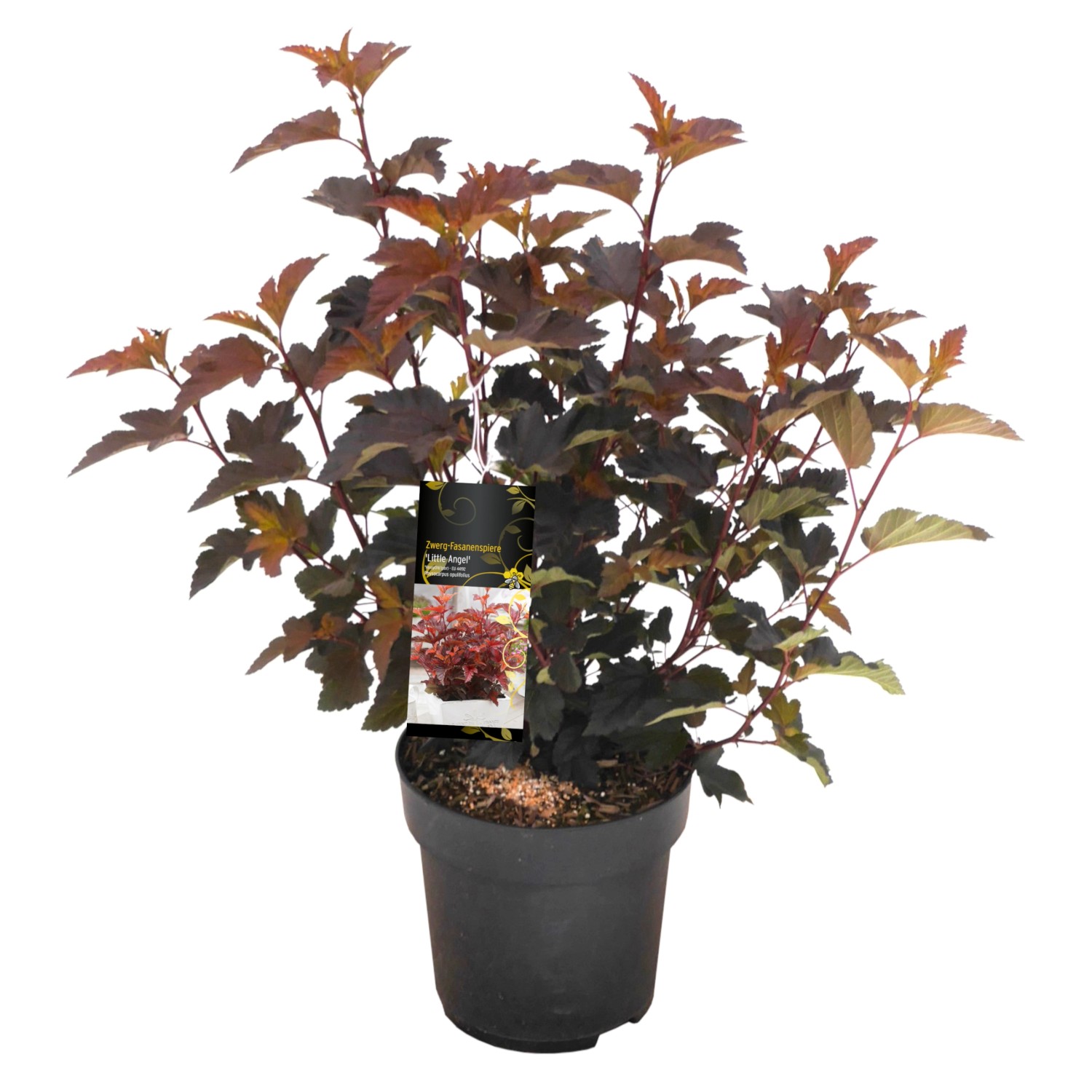 Blasenspiere Lady in Red Rosa Höhe ca. 20 - 30 cm Topf ca. 2,3 l günstig online kaufen