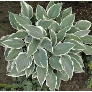 Graublattfunkie 'El Nino' (Hosta tardiana) mit graugrünen Blättern und weißem Rand. Schattenstaude.