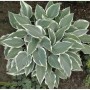 Graublattfunkie 'El Nino' (Hosta tardiana) mit graugrünen Blättern und weißem Rand. Schattenstaude.