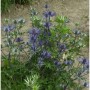 Dreiteilige Mannstreu (Eryngium tripartitum) mit blauen Blüten und grünen Blättern.