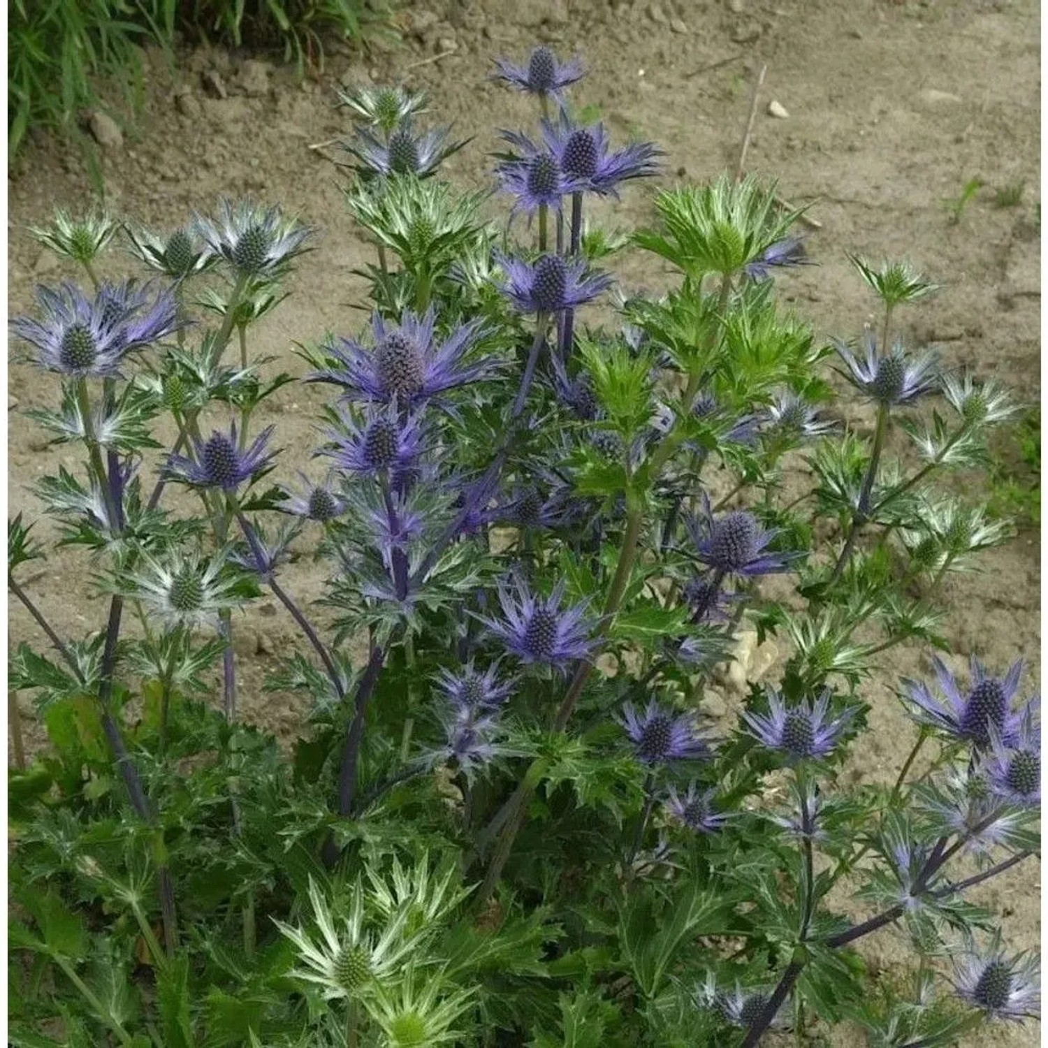 Dreiteilige Mannstreu - Eryngium tripartitum
