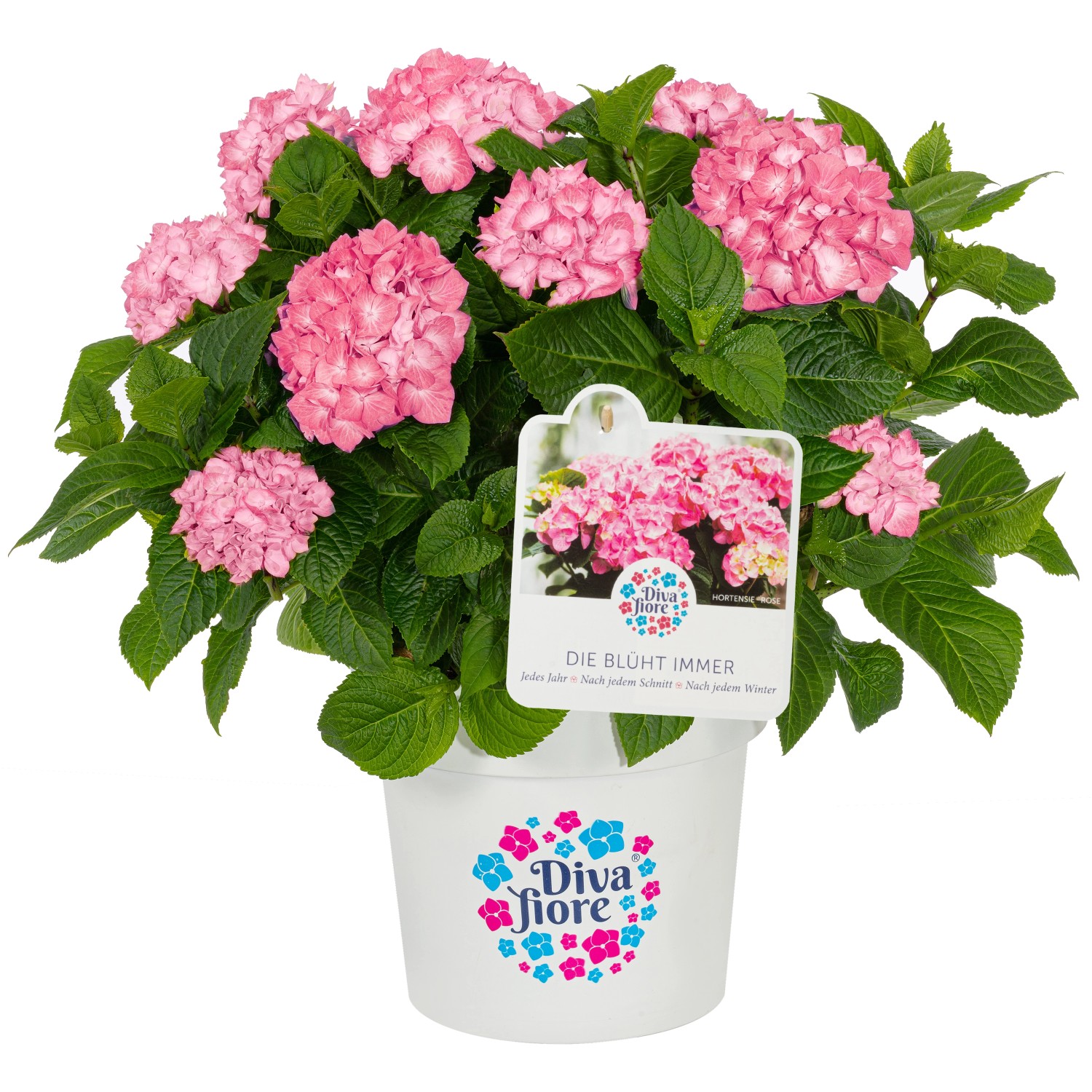 GROW by OBI Bauernhortensie Diva Fiore Rosa ca. 30 cm - 40 cm günstig online kaufen