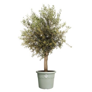 Elho Blumentopf Algarve Cilindro, Ø 40 cm, grün, mit Olivenbaum.