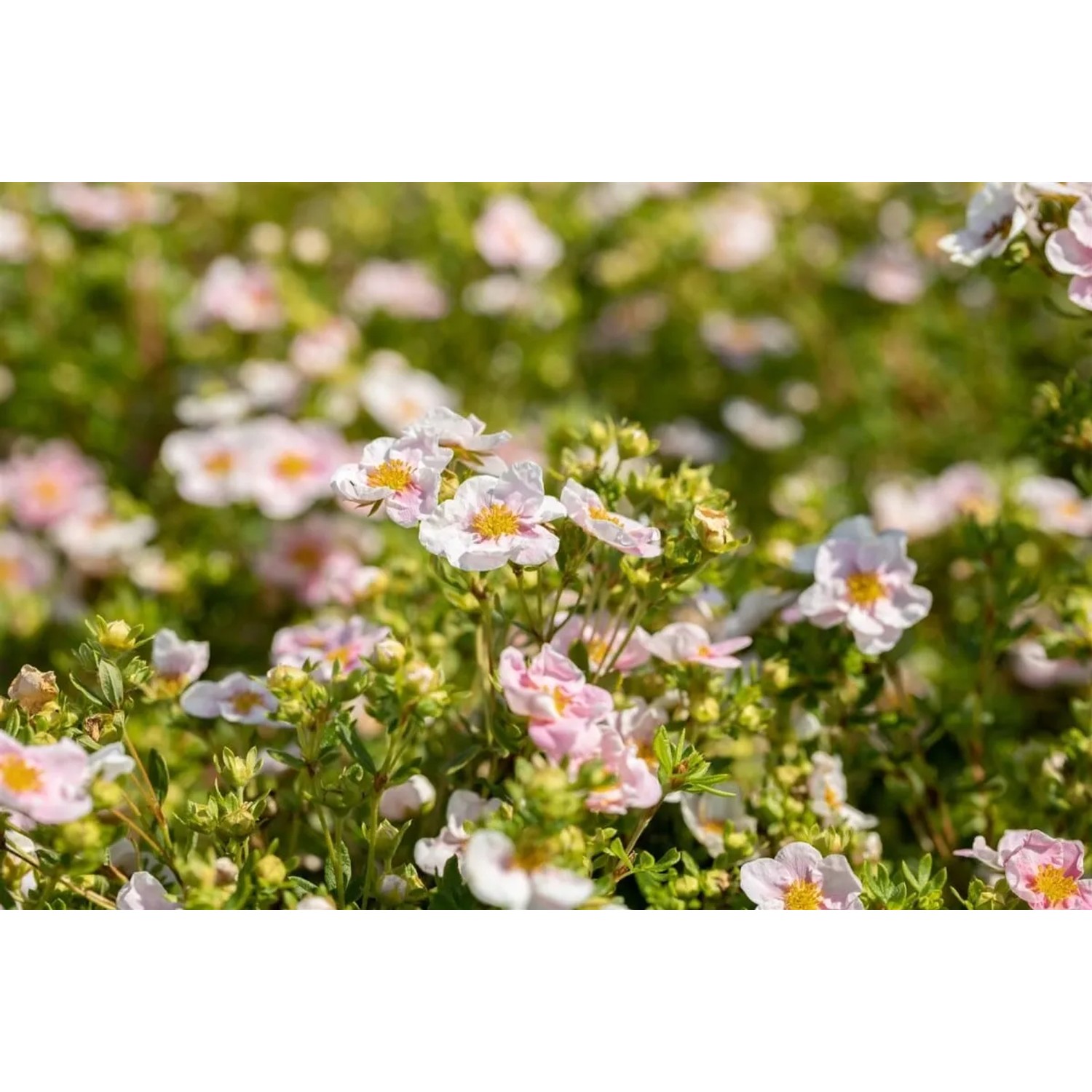 Rosa blühender Potentilla Fingerstrauch 'Pink Queen', ca. 30-40 cm hoch.