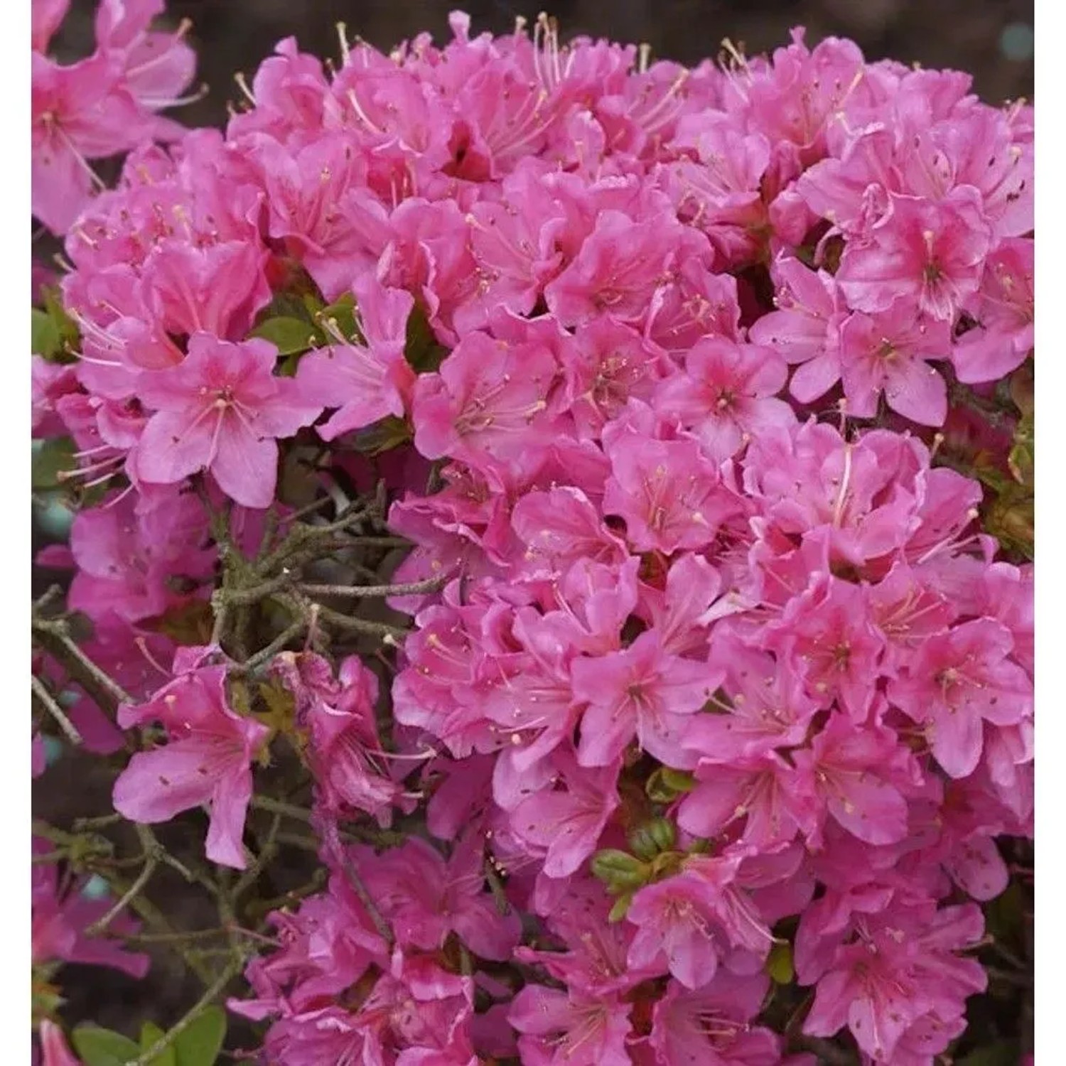 Japanische Azalee Diamant Rosa 20-25cm - Rhododendron obtusum - Zwerg Alpenrose