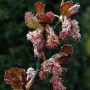 Nahaufnahme der rotlaubigen Buche Long Red (Fagus sylvatica) mit roten Blättern und Blüten.