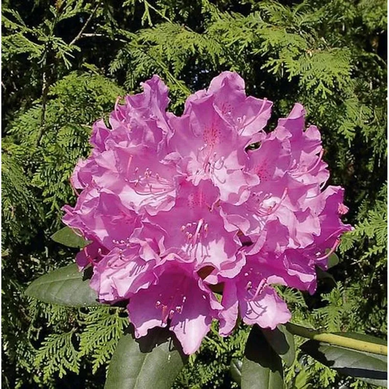 Großblumige Rhododendron Englisch Roseum 25-30cm - Alpenrose