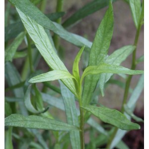 Nahaufnahme von frischem, grünem, deutschem Estragon (Artemisia dracunculus) im Garten.
