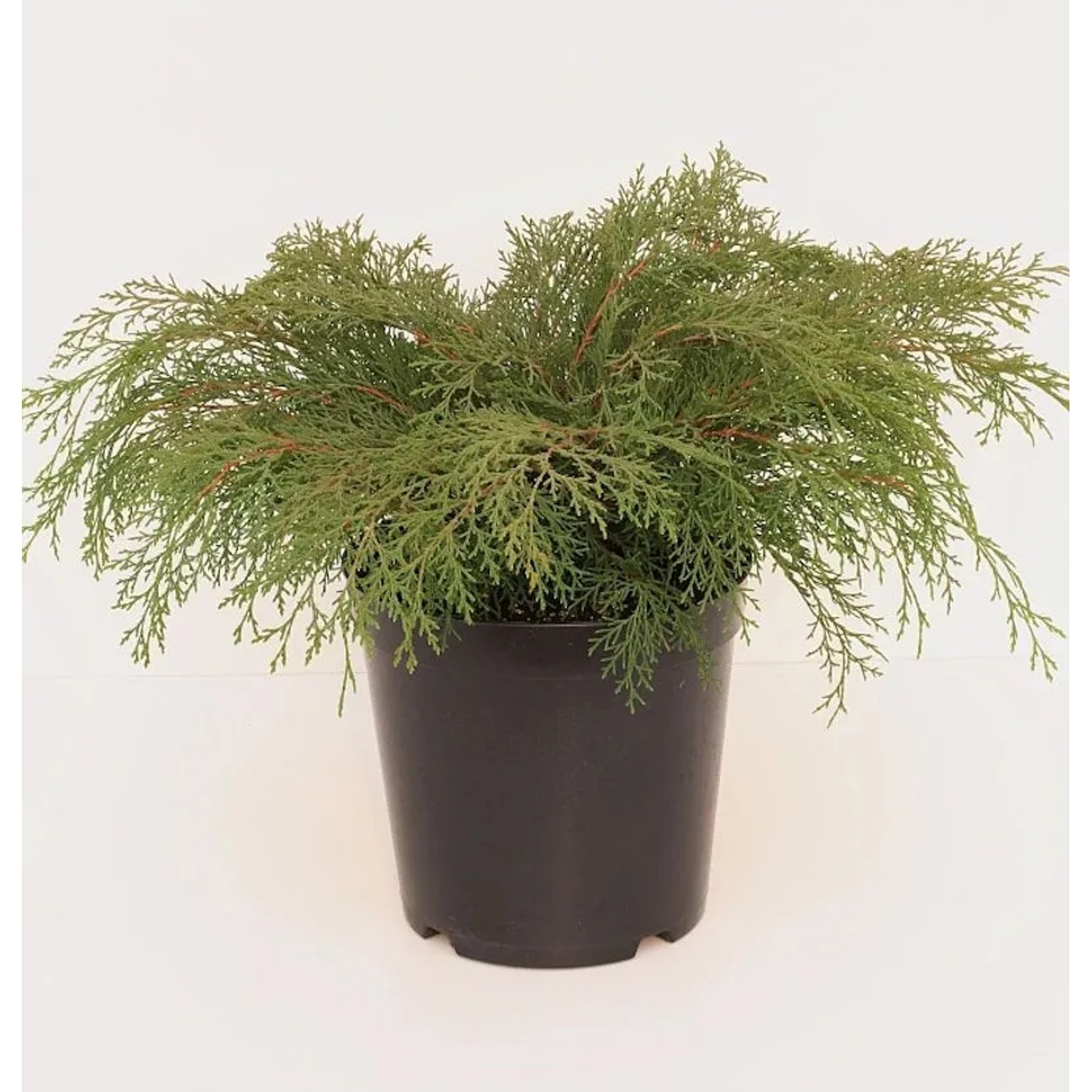 Sibirische Fächerwacholder 20-25cm - Microbiota decussata