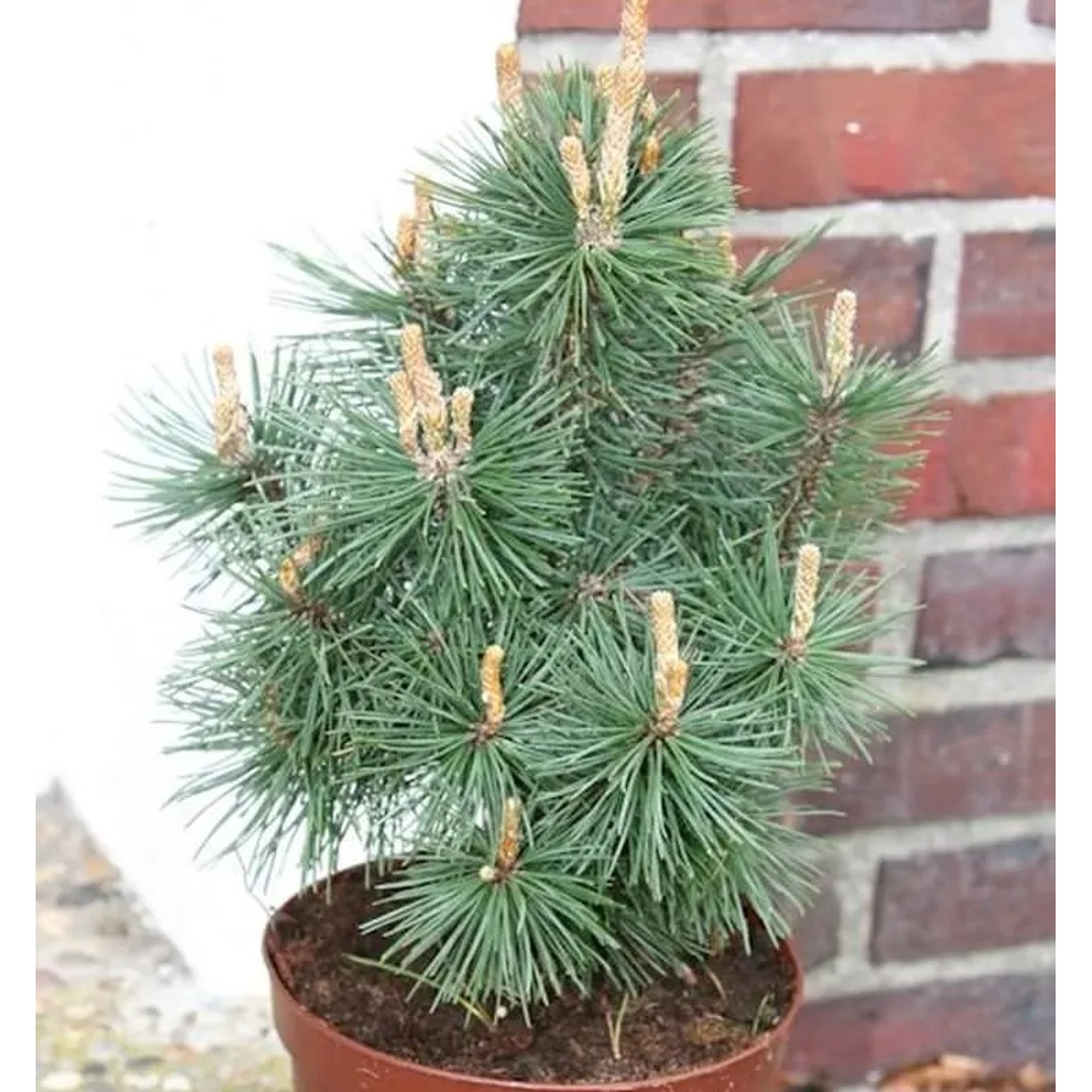 Kegel Bergkiefer Columbo 30-40cm - Pinus mugo