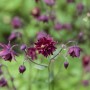 Dunkelviolette Akelei 'Black Barlow' im 9x9 cm Topf, eine elegante Staude für Beet und Garten.