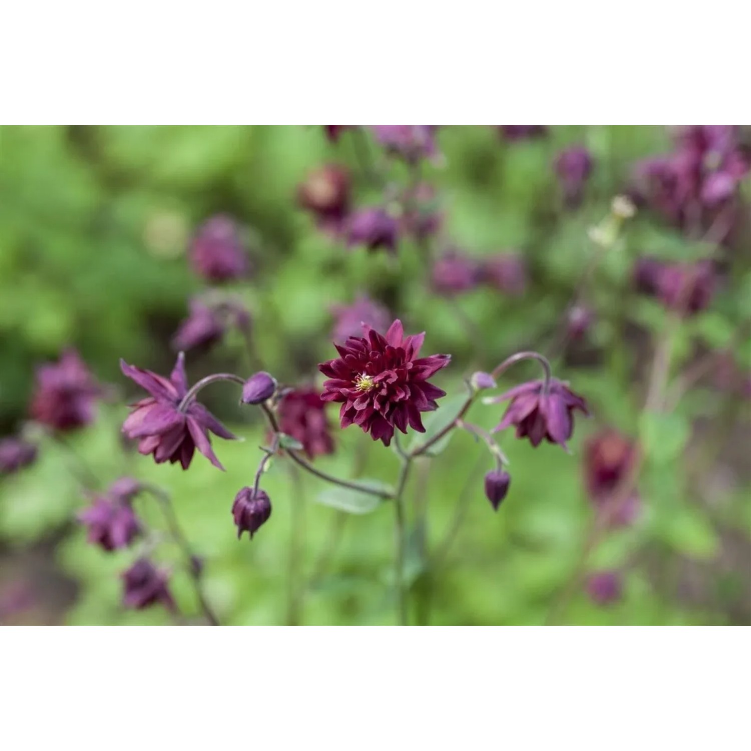 Dunkelviolette Akelei 'Black Barlow' im 9x9 cm Topf, eine elegante Staude für Beet und Garten.