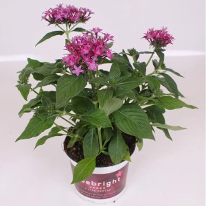 Fünfzahlstrauch 'BeeBright Violet' im Topf, violette Blüten, grüne Blätter. Sommerpflanze für Beet und Balkon.