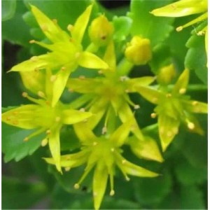 Fetthenne Immergrünchen - Sedum floriferum