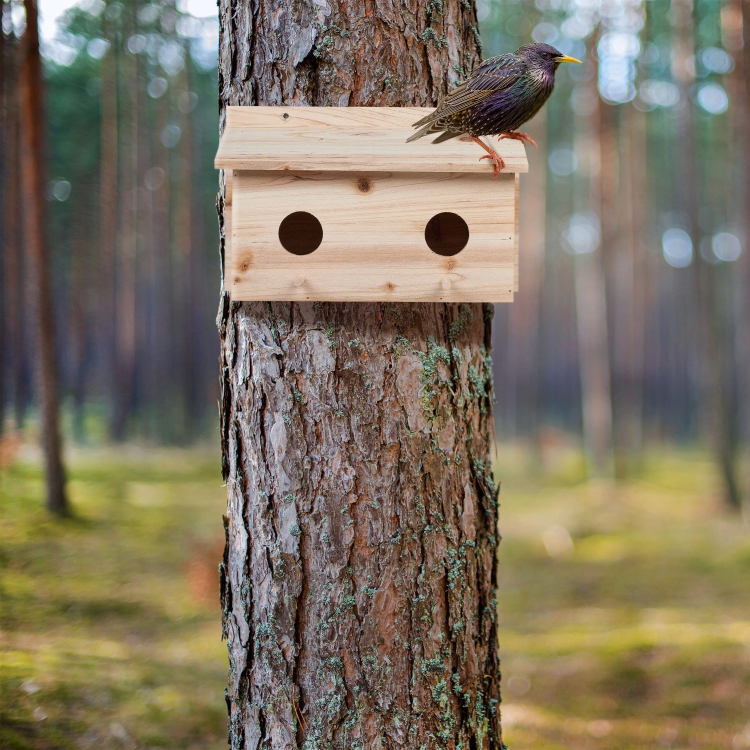 Nistkasten aus hellem Tannenholz mit 2 Einfluglöchern an einem Baumstamm. Ein Star sitzt auf dem Dach des Vogelhauses.
