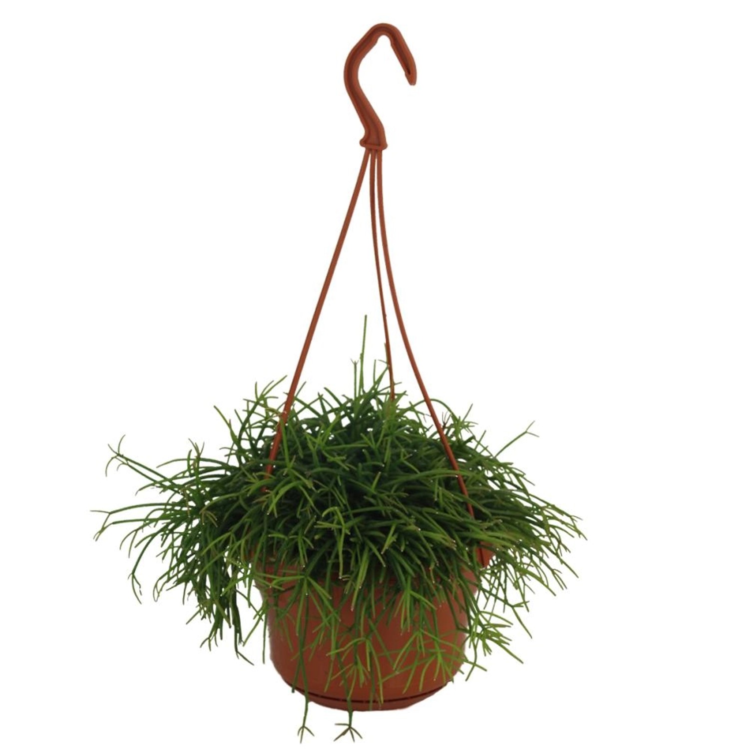 Exotenherz Rhipsalis Cassutha In Der 15cm Ampel günstig online kaufen